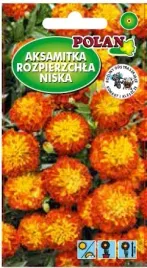 aksamitka-niska-pelna-zloto-mahoniowa-1-g-polan