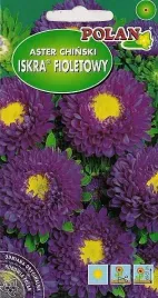 aster-polpelny-iskra-fioletowy-1-g-polan