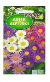 aster-alpejski-mieszany-05-g-polan