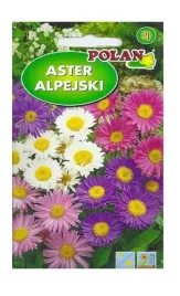 aster-alpejski-mieszany-05-g-polan
