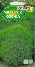 kochia-mietelnik-5-g-polan