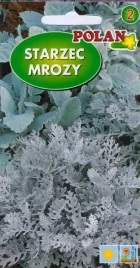 starzec-popielaty-mrozy-0-5-g-polan