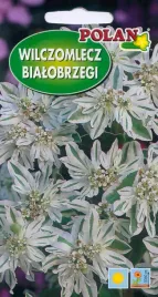 wilczomlecz-bialobrzegi-1-g-polan