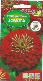 cynia-daliowa-jowita-czerwona-1-g-polan