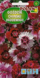 gozdzik-letni-heddewigii-baby-doll-1-g-polan