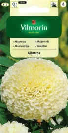 aksamitka-niska-pelna-kremowobiala-albatros-02-g-vilmorin