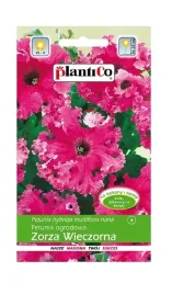 petunia-ogrodowa-zorza-wieczorna-005-g-plantico