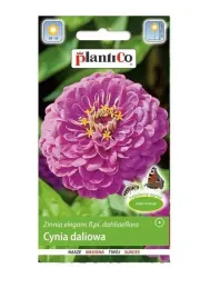 cynia-daliowa-lawendowa-1-plantico