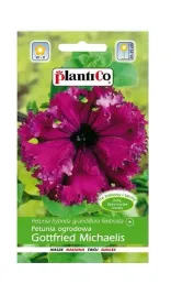 petunia-ogrodowa-gottfried-michaelis-005-g-plantico