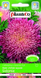 aster-chinski-typ-sidonia-karminowy-1-g-plantico