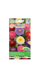 aster-chinski-pomponowy-mix-1-g-plantico