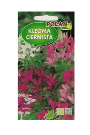 kleome-ciernista-mieszana-1-g-polan
