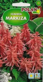 szalwia-markiza-malinowa-0-5-g-polan