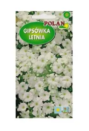 gipsowka-letnia-biala-2-g-polan