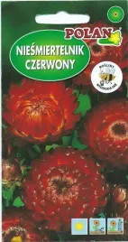niesmiertelnik-kocanka-ogrodowa-winno-czerwona-1-g-polan