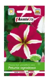 petunia-ogrodowa-bialo-czerwona-005-g-plantico