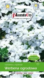 werbena-ogrodowa-biala-05-g-plantico