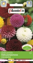 dalia-pomponowa-mix-1-g-plantico