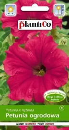 petunia-ogrodowa-amarantowa-rumba-0-05-g-plantico