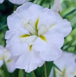 irys-japonski-ensata-white-ladies-irys-japonski-bialy