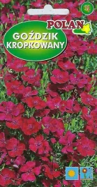 gozdzik-kropkowany-karminoworozowy-1-g-polan