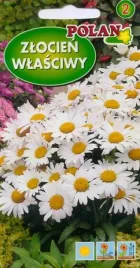 zlocien-wlasciwy-bialy-2-g-polan