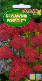 krwawnik-ciemnorozowy-0-2-g-polan