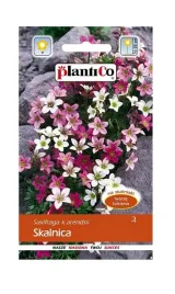 skalnica-005-g-plantico