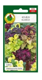 koleus-blumego-mix-01-g-pnos