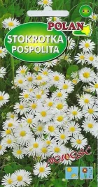 stokrotka-trwala-pospolita-biala-0-2-g-polan