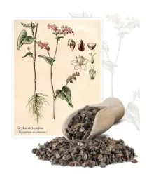 gryka-zwyczajna-1-kg-nasiona