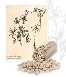 lubin-waskolistny-slodki-szot-1-kg-nasiona