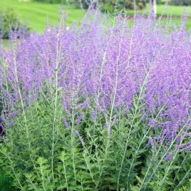 perowskia-lobodolistna-blue-spire-1-szt-doniczka-p9