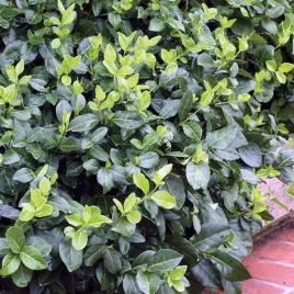 trzmielina-pnaca-coloratus-1-szt-doniczka-p9