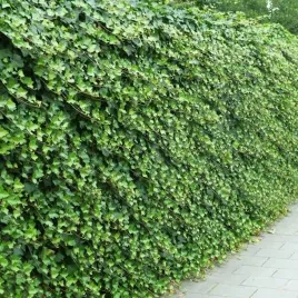 bluszcz-irlandzki-hibernica-1-szt-doniczka-p9