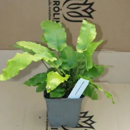 jezycznik-paproc-asplenium-scolopendrium-1-szt-doniczka-p9