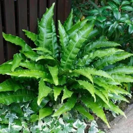 jezycznik-paproc-asplenium-scolopendrium-1-szt-doniczka-p9