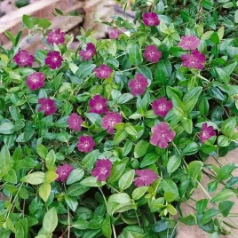 barwinek-pospolity-atropurpurea-1-szt-doniczka-p9