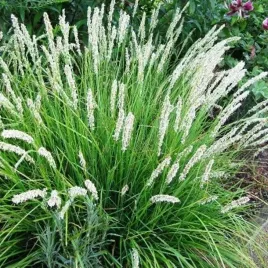 sesleria-jesienna-sesleria-autumnalis-1-szt-doniczka-p9