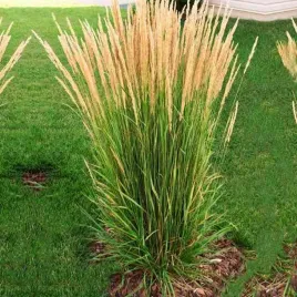 calamagrostis-trzcinnik-karl-foerster-1-szt-doniczka-p9