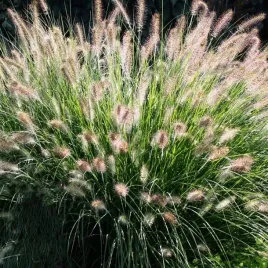 pennisetum-trawa-rozplenica-hameln-1-szt-doniczka-p9