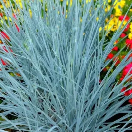 wydmuchrzyca-piaskowa-blue-dune-1-szt-donic-p9