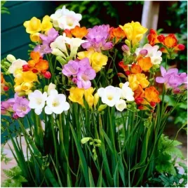frezja-pelna-zestaw-mix-freesia-double-pachnaca-cebulki-50-szt-gratis