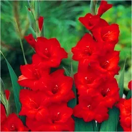 gladiolus-mieczyk-czerwony-traderhorn-cebulki-10-szt-gratis