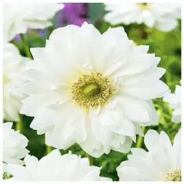 anemon-zawilec-bialy-cebulki-10-szt-gratis