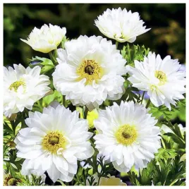 anemon-zawilec-bialy-cebulki-10-szt-gratis