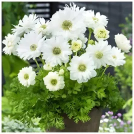 anemon-zawilec-bialy-cebulki-10-szt-gratis