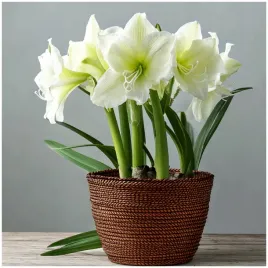 amarylis-bialy-hippeastrum-mont-blanc-zwartnica-cebulki-1-szt-gratis