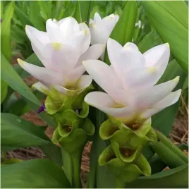 kurkuma-biala-curcuma-white-wonder-cebulki-3-szt-gratis