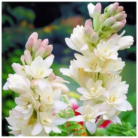 tuberoza-biala-wonna-polianthes-perlowa-cebulki-1-szt-gratis